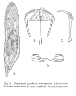 Notommata apochaeta - Original description image