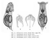 Notommata aurita
