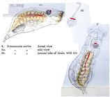 Notommata aurita