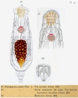 Notommata aurita