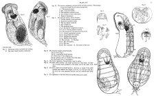 Notommata aurita