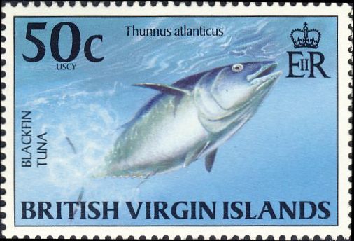 Thunnus atlanticus Thunnus atlanticus