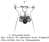 Notommata aurita
