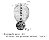 Notommata aurita