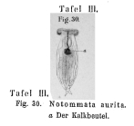 Notommata aurita