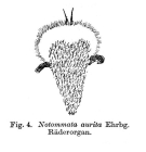 Notommata aurita