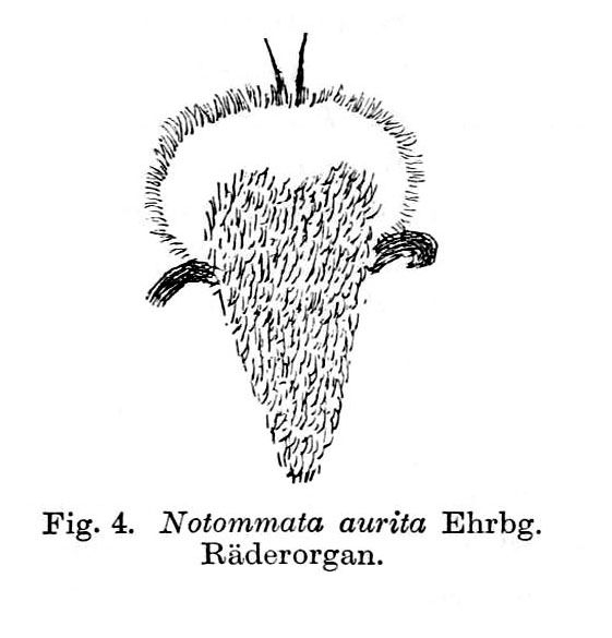 Notommata aurita Notommata aurita