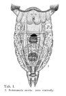 Notommata aurita