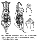 Notommata aurita