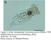 Notommata aurita