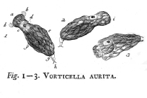 Notommata aurita