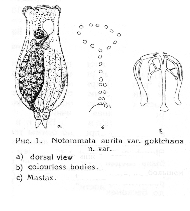 Notommata aurita var. goktchana - Original description image