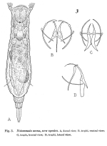 Notommata avena - Original description image