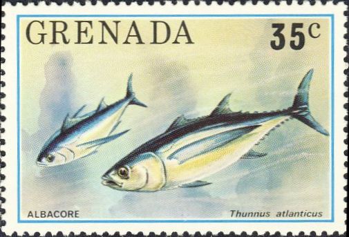 Thunnus atlanticus Thunnus atlanticus