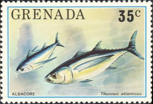 Thunnus atlanticus