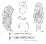 Notommata bennetchi - Original description image