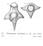 Notommata brachiata