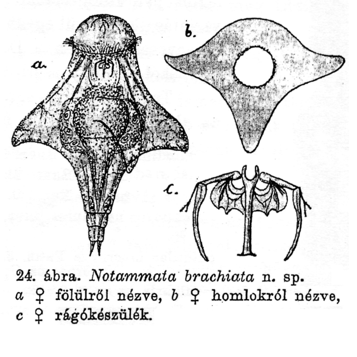 Notommata brachiata - Original description image