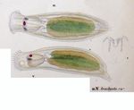 Notommata brachyota