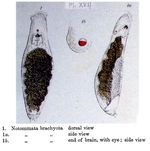Notommata brachyota