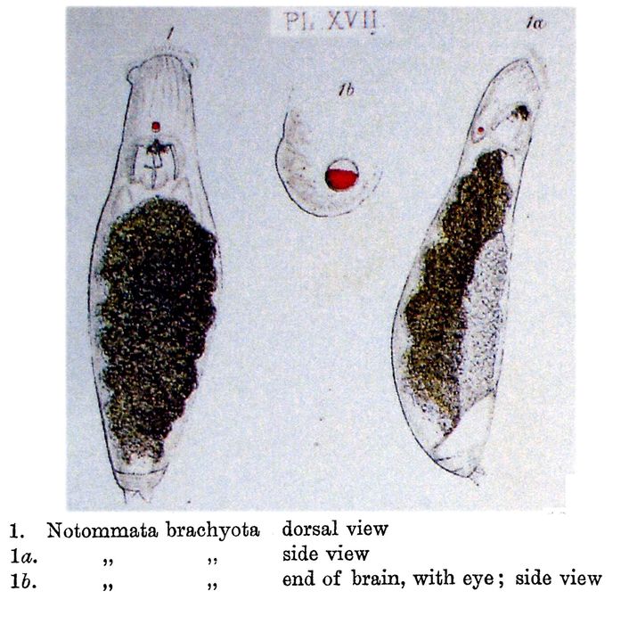 Notommata brachyota