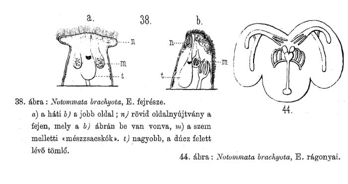 Notommata brachyota