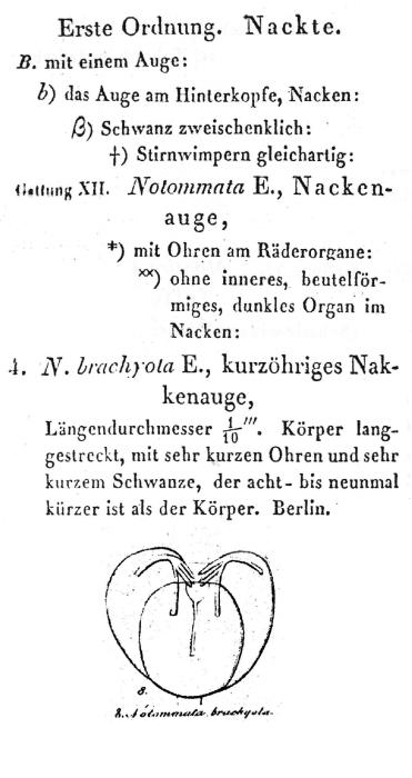 Notommata brachyota - Original description image