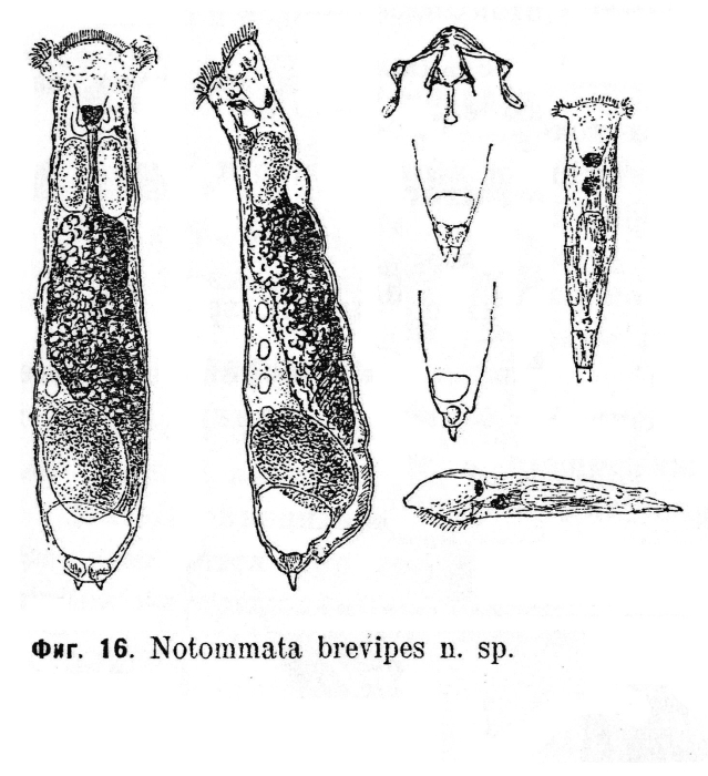 Notommata brevipes