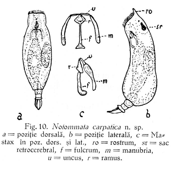 Notommata carpatica - Original description image