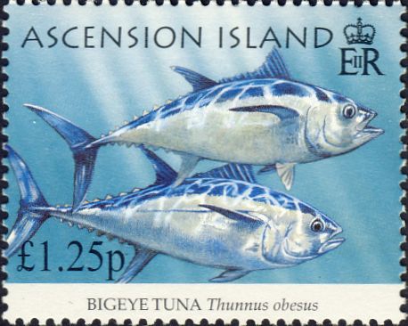 Thunnus obesus Thunnus obesus