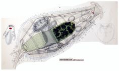 Notommata centrura