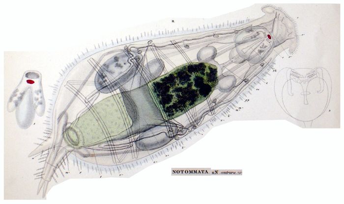 Notommata centrura