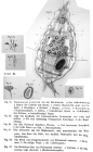 Notommata centrura
