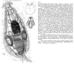 Notommata centrura - Original description image