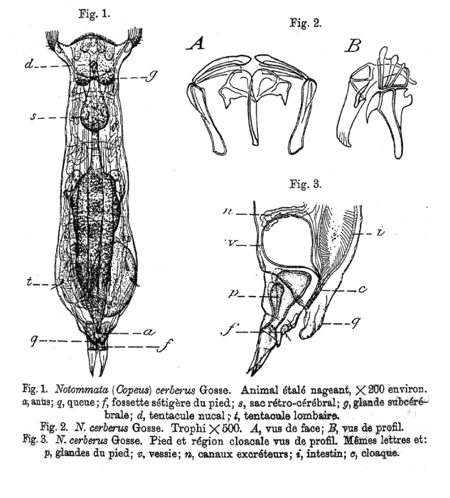 Notommata cerberus