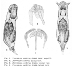 Notommata cerberus