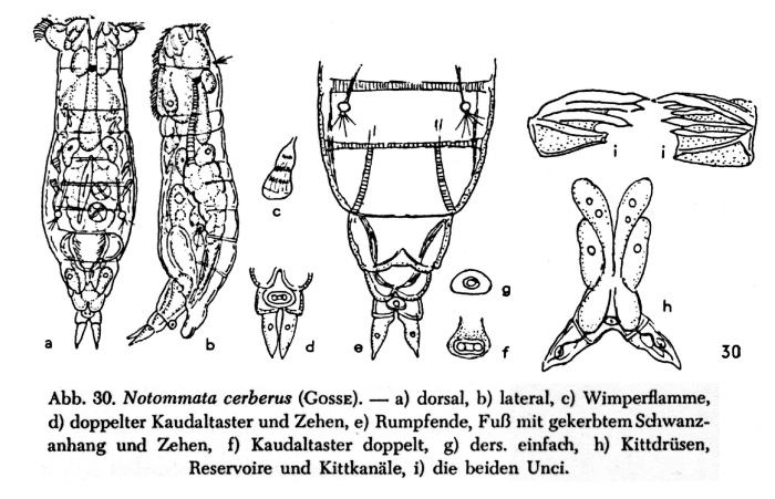 Notommata cerberus