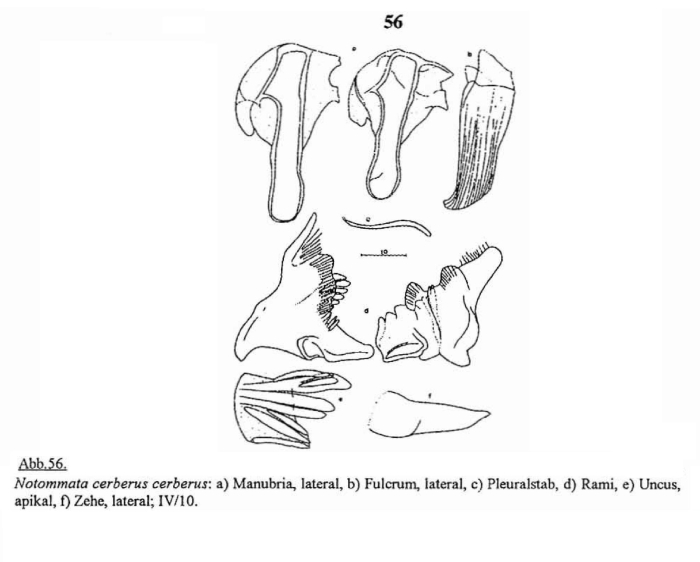 Notommata cerberus