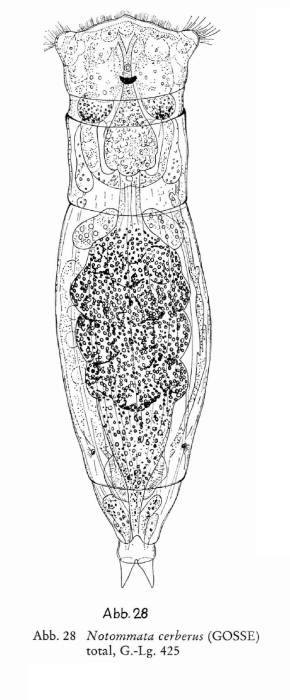 Notommata cerberus