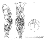 Notommata cerberus