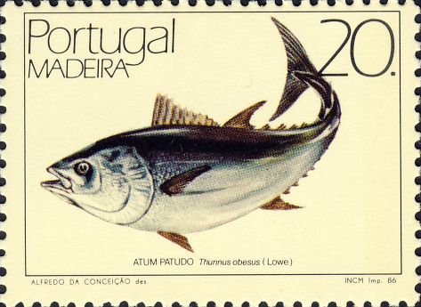 Thunnus obesus Thunnus obesus