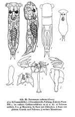 Notommata cerberus