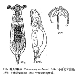 Notommata cerberus
