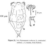 Notommata cerberus