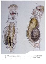 Notommata cerberus