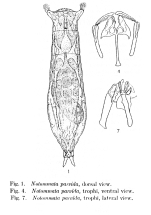 Notommata cerberus parvida - Original description image