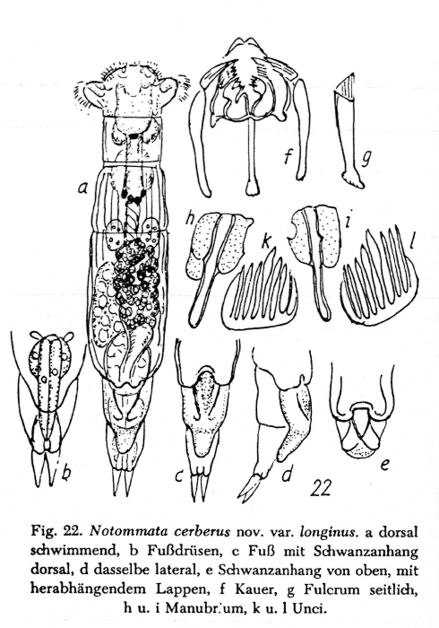 Notommata cerberus var. longinus - Original description image