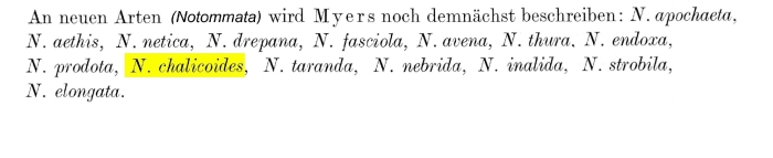 Notommata chalicoides - Original description image
