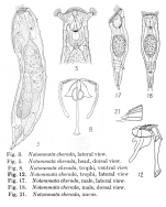 Notommata cherada - Original description image
