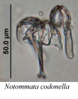 Notommata codonella